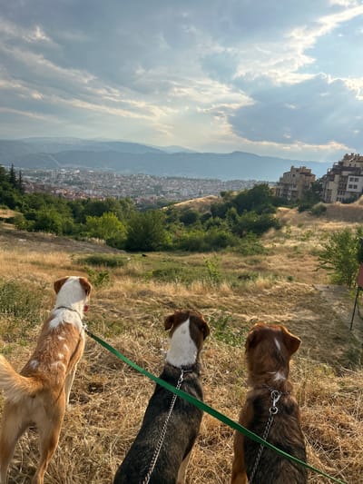 Three dogs are on a scenic overlook, looking out at a city nestled in a valley below. The dogs are wearing leashes, suggesting they are on a walk. The setting is a grassy hillside with dry, golden grass and scattered green trees. In the distance, mountains rise under a sky filled with dramatic clouds, hinting at either sunrise or sunset. The city below is dense with buildings, and apartment complexes are visible on the higher slopes. The overall mood appears peaceful and contemplative. There is no visible text in the image.