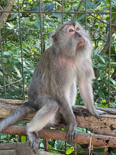 This is a close-up, vertical, medium shot of a primate, likely a monkey, that appears to be held within an enclosure. The subject is positioned in the center of the frame, with its body oriented diagonally. The primate's fur is a mix of gray and lighter shades, with a lighter underside. Its facial features are visible, including wide, dark eyes and a slightly open mouth showing teeth. One of its hands is gripping a rough, weathered wooden post to the right of the frame, while another hand is reaching upwards, also on the post. Its tail hangs down the left side of the frame, appearing long and slender.
Behind the primate, a wire fence is visible on the left, with lush green foliage and trees filling the background. The lighting suggests it is daytime, likely outdoors, given the natural light and the greenery. The primate's gaze is directed upwards and slightly to the left, giving it an inquisitive or perhaps slightly anxious expression. The setting appears to be a natural environment, possibly a sanctuary or zoo, given the enclosure and the presence of the primate. The wooden posts appear aged and weathered, and a white string is tied around one of them. The overall impression is one of an animal interacting with its immediate surroundings within a contained space.