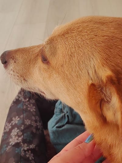 A close-up, profile view of a light brown dog's head and neck is shown. The dog's left eye is partially visible. The dog is looking to the left, away from the camera. Its fur appears short and smooth. A human hand, with blue-green nail polish on its fingernail, is gently touching the dog's fur near its neck. The hand is positioned in the lower right portion of the frame. The dog is resting on what appears to be a person's lap, as evidenced by a dark fabric with a floral pattern visible in the lower left quadrant of the image. Behind the dog's head, a wrinkled, teal-colored fabric is visible. The background is a plain, light-colored surface, likely a wall or floor. The image does not contain information to determine its location in Hrodna, Belarus.