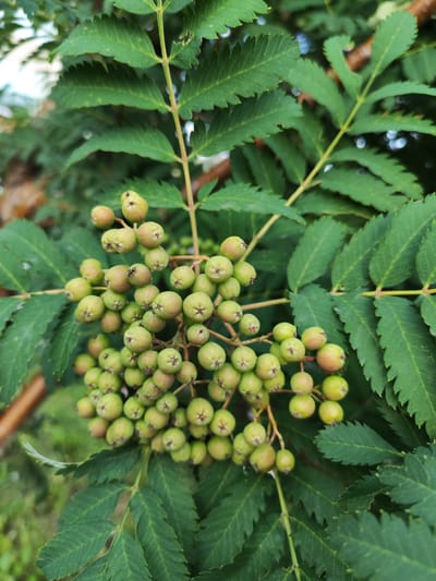 A close-up shot showcases a cluster of unripe, green rowan berries on a branch. The berries are round and have a slightly fuzzy texture, with a small, star-shaped mark at the top of each one. They are interspersed with dark green, serrated leaves, characteristic of a rowan tree. The background is softly blurred, suggesting a natural outdoor setting. The image does not contain any people or specific identifiable landmarks within Kurgan, Russia, other than the general botanical subject matter.