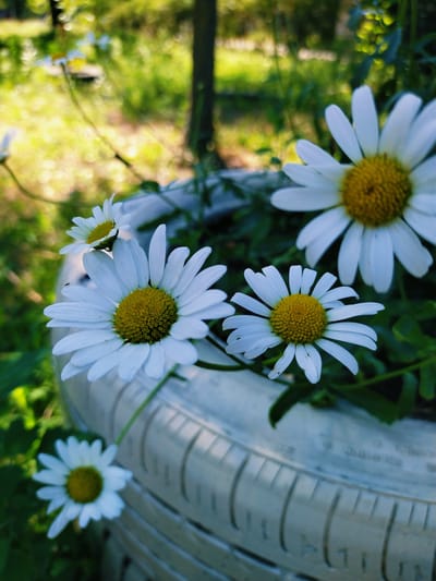A close-up, vertical, medium shot captures several white daisy flowers with yellow centers in a white, textured planter, possibly a repurposed tire, filled with greenery. The background is a blur of sunlit green foliage, indicating an outdoor setting. The lighting is bright, with sunlight creating bokeh effects in the background. The image appears to be taken in a residential or park area. The specific location in Horishni Plavni, Ukraine, cannot be determined from the visual information alone. There are no people or animals visible in the frame.
