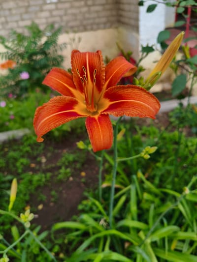 A close-up, vertically oriented shot captures a vibrant orange lily in bloom, its petals unfurling towards the viewer. The flower is the central subject, with its stamens prominently displayed in the center. Behind the lily, a blurred background reveals a lush green garden with hints of other foliage and what appears to be a brick wall of a building. The image is consistent with a garden setting in Orenburg, Russia, where such flowers are commonly found. No people or animals are visible in the scene.