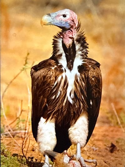 A close-up, full-body shot captures a vulture standing on the ground in a dry, grassy environment. The vulture's head is tilted to the left, and it has a distinctive pink and blue head with a hooked, pale beak. Its neck is covered in dark, bristly feathers, contrasting with the white feathers that form a ruff around its neck and chest. The bird's body is covered in dark brown feathers with some lighter brown and white markings on its wings and lower body. Its legs and feet are a pale gray, and its talons are clearly visible. The vulture appears to be feeding on something on the ground, as evidenced by the reddish-pink material near its feet. The background is a blur of brown and orange, suggesting a dry, arid landscape with sparse vegetation. There is no indication of Babahjurong, Indonesia in the image or its context.