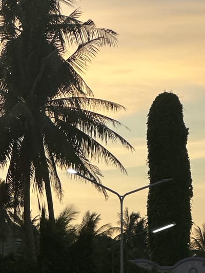 The image captures a close-up view of silhouetted palm fronds against a pale, hazy sky, suggesting either dawn or dusk. The overall tone is warm and diffused, with a soft yellow-orange hue dominating the upper portion of the frame. In the background, a dark, dense hedge or tree line is visible, and a modern street lamp with a bright, horizontal light fixture stands out. The lighting indicates it is either early morning or late evening, and the hazy sky might suggest a tropical climate with a bit of atmospheric moisture or cloud cover. The presence of palm trees and a street lamp points towards an outdoor, possibly urban or semi-urban, setting within a tropical region. No people are visible, and there is no discernible text in the image. The composition, with the sharp, dark lines of the palm leaves contrasting against the soft sky, creates a visually striking, tranquil scene.