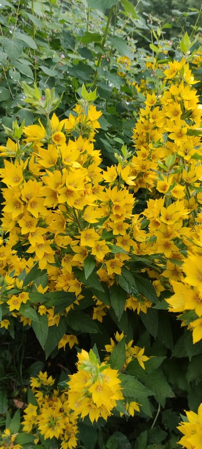 The image depicts a close-up view of a lush bush with numerous bright yellow flowers in full bloom, interspersed with dark green leaves. The flowers have multiple pointed petals and a star-like center. Some leaves appear slightly wet, suggesting recent rain or dew. The background consists of more foliage, creating a dense, natural setting. The scene appears to be outdoors in a garden or natural area. There are no people or animals visible in the image. The location is specified as Rosinka, Russia.