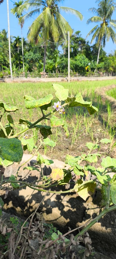 In the foreground, a green plant with large, textured leaves and a small purple flower with a yellow center is visible. The plant is growing next to a dark, rough surface, possibly a wall or rock, which casts shadows from the foliage. In the mid-ground, a vibrant green rice paddy stretches towards a background of lush vegetation and palm trees. The sky above is a clear, bright blue. The scene suggests an outdoor agricultural setting in Blangseureukuy, Indonesia, characterized by its tropical climate and extensive rice cultivation.
