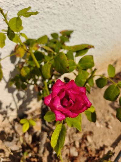 This is a close-up, high-angle photograph of a single vibrant pink rose in bloom. The rose is the clear focal point, with its petals unfurling in a classic, layered formation. It is positioned slightly off-center to the right.
Surrounding the rose are the green leaves and stems of the rose bush, some of which show signs of age or environmental stress, with reddish-brown spots on the foliage. The leaves are out of focus, creating a blurred background that emphasizes the sharpness of the rose.
The rose bush is situated outdoors, with a textured white wall visible behind it on the left side of the image. A shadow is cast on this wall, suggesting it is daytime and there is sunlight. The ground beneath the rose bush is covered in dry soil, small stones, and what appears to be mulch or dried plant matter.
The overall impression is one of natural beauty, with the bright pink of the rose standing out against the muted tones of the background and ground. The lighting suggests a sunny day, likely in the morning or afternoon, given the shadows. The location context of Dehesa De Campoamor, Spain, implies a warm climate. There is no visible text in the image.