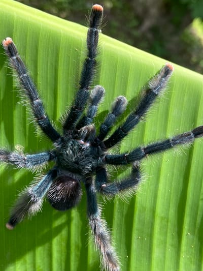 A tarantula, characterized by its dark, fuzzy body and legs, is positioned on a vibrant green leaf. The tarantula's legs are splayed outwards, with distinct reddish-pink tips visible on some of its extremities. The leaf exhibits prominent parallel veins, suggesting it might be a banana leaf. The background is blurred, indicating a shallow depth of field, with hints of greenery and possibly foliage. The lighting suggests an outdoor setting, likely in a natural environment. There is no indication of a city setting or any human presence.