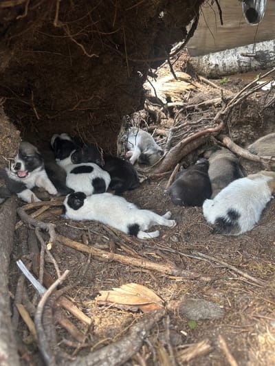 A group of puppies are nestled together in a den formed by exposed tree roots and fallen branches. The den appears to be in a natural, outdoor setting, possibly on the outskirts of Chikshino, Russia. The puppies are of various colors, including black, white, and grey, with some exhibiting spotted or patched markings. One puppy in the foreground is lying on its side with its mouth open, appearing to be vocalizing. Other puppies are sleeping or resting close to each other for warmth and comfort. The environment is characterized by dirt, moss, and a scattering of dry leaves and twigs. The lighting suggests it is daytime, with sunlight filtering through the overhead foliage. There are no people visible in the scene.