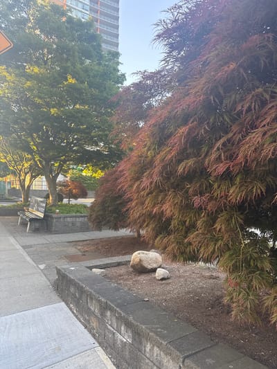 In an urban setting, likely Burnaby, Canada, a sun-drenched scene unfolds along a sidewalk. A grey concrete sidewalk leads the eye towards a paved area with a black and grey bench, a low stone wall, and several trees. A prominent Japanese maple with deep red and green foliage dominates the right side of the frame, its delicate leaves casting shadows on the ground. Behind it, a larger deciduous tree with vibrant green leaves is illuminated by the golden hour sun. In the background, a tall, modern building with multiple floors and balconies stands against a clear blue sky. The ground is covered in mulch and scattered rocks. The overall impression is one of a well-maintained urban park or public space.
