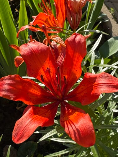 This media file captures a close-up view of a vibrant orange lily with dark spots, its petals unfurling in the sunlight. The lily is the primary subject, filling much of the frame. Surrounding the flower are lush green leaves, some appearing to be of the same plant and others belonging to surrounding greenery. The setting appears to be an outdoor garden or natural landscape. The lighting suggests it is daytime, with sunlight casting distinct shadows on the petals and leaves, highlighting the texture and contours of the flower. There are no people or visible text in the image. The overall mood is one of natural beauty and serenity, evoked by the detailed depiction of the flower and its environment. The location context provided, Sinyavino, Russia, suggests this scene is set in that region.