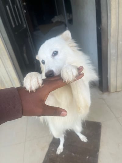 A close-up, indoor shot shows a white, fluffy dog lying on its back, with a dark-skinned hand holding one of its paws. The dog is looking towards the camera. A dark, reflective surface is visible to the left of the dog. The background consists of a neutral-toned floor. The location is indicated as Ikot Ekpene, Nigeria.
