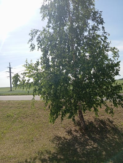 The image shows a birch tree with lush green leaves, casting shadows on a dry grassy area in the foreground. In the background, a road runs parallel to a green field, with a utility pole and power lines visible on the left. The sky is bright and clear, suggesting a sunny day. This scene is located in the city of Hlybokaye, Belarus.