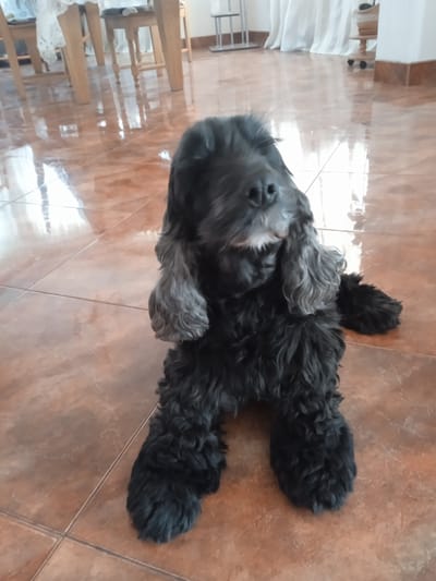 The image shows a black dog, likely a Cocker Spaniel, sitting on a tiled floor. The dog has long, floppy ears and curly fur. Its head is turned to the right, and it appears to be looking away from the camera. The floor is made of large, reddish-brown tiles with a glossy finish, reflecting light from above. In the background, out of focus, are wooden furniture, possibly chairs and a table, and white curtains. The setting appears to be indoors, possibly a dining room or living area, given the furniture and floor. The lighting suggests daytime. There are no visible people or text in the image. The dog's posture and gaze do not convey a strong emotion, but it appears relaxed. The location context of Vyshhorod, Ukraine is not visually evident from the image itself, as it depicts a generic indoor scene.