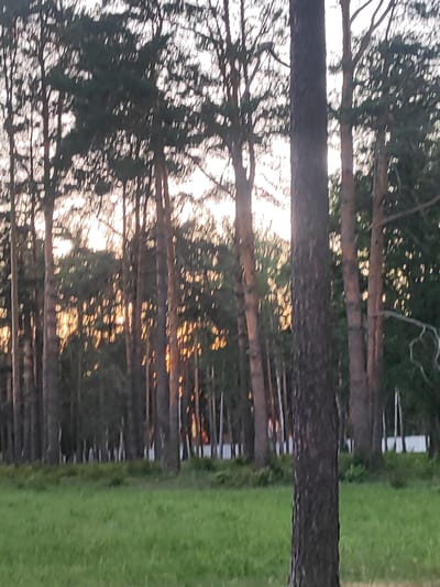The image depicts a grove of tall trees, likely pine, with a dense forest extending into the background. Sunlight filters through the branches, creating a dappled effect on the forest floor. In the foreground, a wide expanse of green grass stretches out. The scene appears to be a natural landscape, possibly a park or forest edge, and does not contain any identifiable landmarks or structures within the city of Svetlogorsk, Belarus.