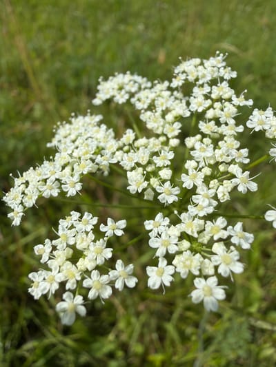 A close-up, eye-level, vertical shot shows a cluster of small white wildflowers with yellow centers, set against a blurred green background of grass and foliage. The flowers are arranged in an umbel-like structure, with many individual blooms. The lighting appears to be natural daylight. The image was captured in Jēkabpils, Latvia, specifically in a grassy area that could be a meadow or a park. There are no people or animals visible in the frame.