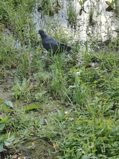 A lone pigeon stands on the muddy bank of a body of water, surrounded by lush green grass and vegetation. The pigeon is dark gray in color and faces to the left, with its head slightly lowered. The water is calm and reflects the surrounding foliage. The scene appears to be in a natural or semi-natural setting, possibly a park or undeveloped area within the city of Astana, Kazakhstan. The overall impression is one of natural tranquility, with the pigeon as the central subject.