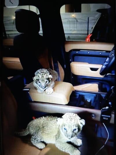 Two lion cubs are inside a vehicle. The cubs appear to be very young, with spotted fur. One cub is lying down in the foreground, while the other is sitting up in the background, on what appears to be the center console. The interior of the vehicle is visible, with tan leather seats and dark trim. Outside the vehicle, a fence and some buildings can be seen. The image is taken from inside the vehicle, looking towards the front.