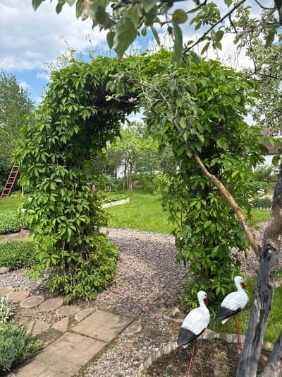 The image captures a vibrant garden scene, likely in Dnp Ryzhiki, Russia, under bright daylight. No people are visible.
The foreground is dominated by lush green foliage, including branches with lighter green leaves that appear to be from a fruit tree, possibly an apple tree, with small, developing fruits. A dense, vigorous vine with palmate leaves (e.g., Virginia creeper) forms a prominent bushy structure, almost arching over the view.
On the right side of the frame, two white and black garden ornaments shaped like storks or cranes, with red beaks and legs, stand near the base of a tree with a dark, textured trunk. Adjacent to them, a pathway is visible, composed of dark grey gravel leading to a section of irregular stone pavers and rectangular concrete slabs.
Beyond the immediate foliage, a bright green grassy lawn stretches into the mid-ground. Further back, more trees and greenery delineate the garden's boundaries. A red wooden ladder is partially visible nestled within the foliage in the background. The sky, seen through gaps in the tree canopy, is a clear blue with scattered white clouds, indicating fair weather.
The scene suggests a well-maintained outdoor space, peaceful and rich with natural elements and garden decor. There is no specific activity or event taking place, and no visible text. The time of day appears to be bright morning or afternoon.