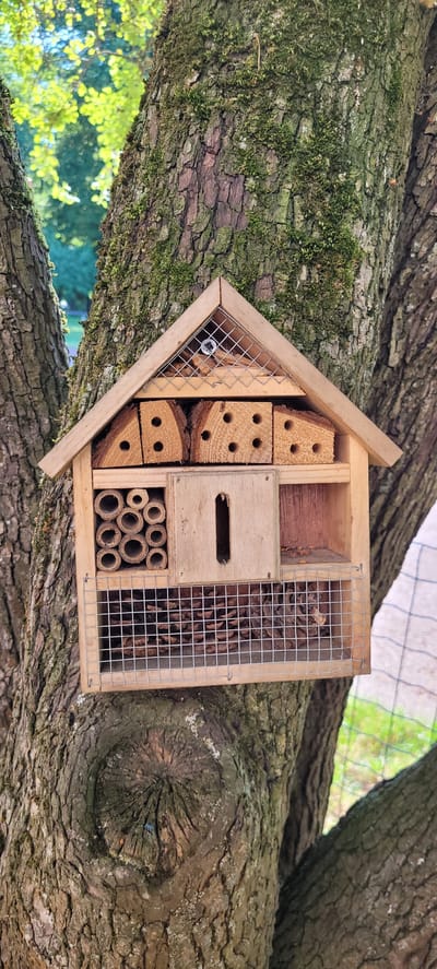 A wooden insect hotel, designed to provide shelter for solitary bees and other beneficial insects, is mounted on the thick, moss-covered trunk of a mature tree. The hotel has a house-like shape with a sloped roof. Its compartments are filled with various materials, including drilled wooden blocks, hollow reeds or bamboo tubes, and what appears to be pinecones or other natural debris enclosed in a wire mesh. A small metal screw is visible in one of the compartments, securing the wire mesh. The tree trunk is rough and textured, with patches of vibrant green moss growing on its surface. In the background, out of focus, is lush green foliage, suggesting a garden or natural environment. A faint green mesh netting is also visible in the upper right portion of the image. The lighting suggests it is daytime, possibly late morning or afternoon, with natural sunlight illuminating the scene. The overall impression is one of a carefully constructed habitat placed in a natural setting, likely intended to support local biodiversity. The image appears to have been taken outdoors in Riga, Latvia, given the context.