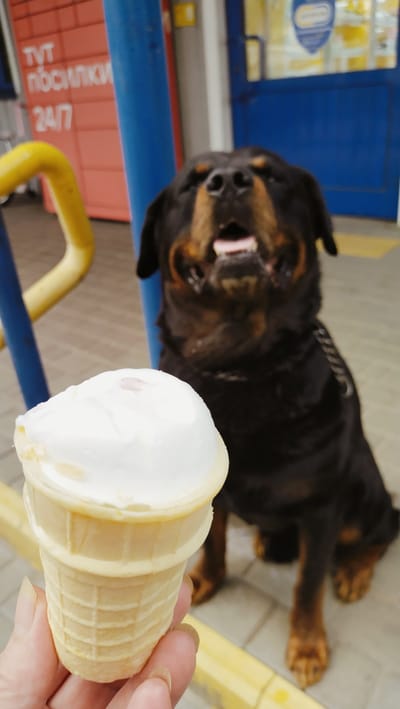 The image shows a Rottweiler dog looking eagerly at an ice cream cone held in a person's hand. The dog is large and dark brown with tan markings on its face and legs, and its mouth is open, panting. The ice cream cone is a standard waffle cone filled with white ice cream, and a small pinkish swirl is visible on top.

The setting appears to be outdoors, near a building. To the left, a red structure with white text is visible, and a yellow railing or barrier runs horizontally across the frame. A bright blue pole is also present, partially obscuring the dog. In the background, a blue door and windows suggest the building might be a shop or entrance. The lighting suggests it could be daytime, and the ground appears to be paved.

The visible text on the red structure includes "TVT" and "24/7", along with some Cyrillic characters that appear to be "ПОСЫЛКИ", likely indicating a parcel or delivery service operating around the clock. The dog's expression conveys anticipation and desire for the ice cream. The person's hand is holding the cone close to the dog, creating a sense of immediate interaction and a shared moment. The overall mood is lighthearted and focuses on the playful interaction between the human and the dog.