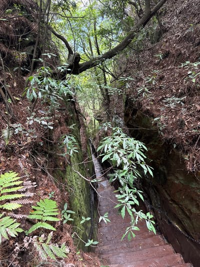 This image depicts a forested area, possibly a ravine or slope, in Zhonghu, China. The foreground features dense undergrowth of ferns, fallen leaves, and small plants. A tree with green leaves extends from the lower left towards the center of the frame. In the background, a rock face or cliff wall is visible, with a chain fixed along the wall. The perspective suggests the photo was taken from a low angle, looking upwards.