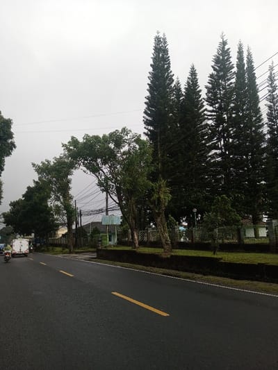 An asphalt road stretches into the distance under a gray sky. A yellow line marks the road's center. To the left, trees with green foliage line the roadside. On the right, a stone border separates the road from a grassy area with evergreen trees. A building with a sign is visible behind the trees. A van and motorcycle travel along the road in the distance. Power lines cut across the sky.