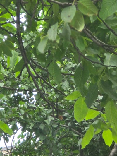 The image shows a close-up view of dense green foliage and branches, likely from a tree. The leaves are varied in size and shape, with some appearing larger and more oblong, while others are smaller and more rounded. The branches are dark brown and appear intertwined, creating a layered effect. Sunlight filters through the leaves, creating highlights and shadows. In the background, glimpses of sky are visible, along with what appears to be a portion of a building with a tiled roof. The scene is natural and appears to be outdoors, with no people or animals visible. The location is specified as Avtury, Russia.