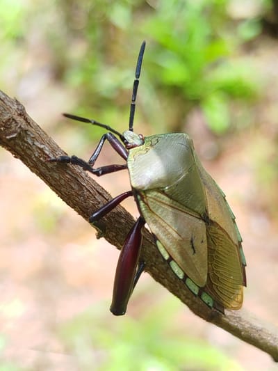 A green shield bug with dark maroon legs and antennae clings to a thin, textured tree branch. The bug's body is predominantly a pale green, with wing covers that show a subtle metallic sheen and intricate veining. Its legs are bent, with the front legs gripping the branch. The background is softly blurred, featuring out-of-focus green foliage and hints of lighter, possibly sandy or dry earth tones. The lighting suggests an outdoor, natural setting, likely during daylight hours. The image does not depict any urban elements or specific locations within Thôn 5, Vietnam.