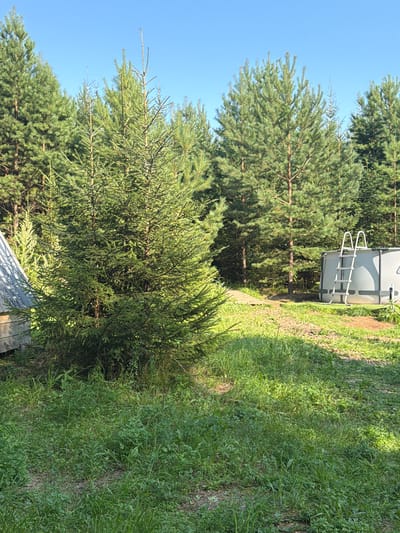 In the city of Kuliki, Russia, a sun-drenched outdoor scene unfolds, dominated by a lush green forest comprised of tall pine and spruce trees under a clear blue sky. In the foreground, a large, dense spruce tree stands prominently. To the left of this spruce, a portion of a rustic wooden structure with a corrugated metal roof is visible. To the right of the spruce, a round, above-ground swimming pool with a silver ladder is set up on the grassy terrain. The ground is covered in thick, green grass and small pebbles. A wooden pathway, possibly leading to the structure on the left, is partially visible. The overall impression is a serene, natural setting with recreational elements.