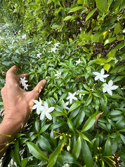 This is an image of a person's hand gently touching white flowers in a lush green bush. The hand is in the foreground, with fingers extended towards a cluster of small, star-shaped white flowers. The bush is dense with vibrant green leaves, some of which are catching the sunlight. Several white flowers are scattered throughout the foliage, along with some unopened buds. A dried, brown leaf is visible deeper within the bush. The scene is brightly lit, suggesting it is daytime with clear weather. The location is identified as Baan Plai Laem, Thailand. The overall mood is serene and connected to nature. There is no visible text in the image.