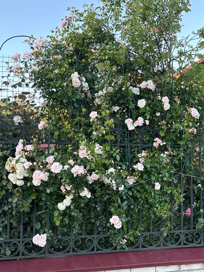 The image depicts a dense climbing rose bush with numerous light pink and white blooms, supported by a green metal trellis. The rose bush is positioned in front of a black wrought-iron fence with ornate scrollwork. Behind the fence, glimpses of lush green foliage and a red-tiled roof are visible, suggesting an outdoor setting with a building nearby. The sky above is a clear blue. The scene appears to be a residential garden. There are no people or animals present in the image. The overall impression is one of a vibrant and well-maintained garden. The location is specified as Chikino, Russia.