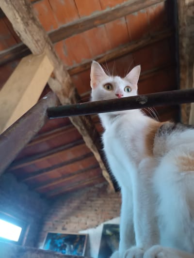 The image captures an indoor scene, likely an attic or loft space, with visible wooden beams and brickwork. A calico cat, primarily white with patches of orange and gray, is the central subject. The cat is perched on a metal structure, looking downwards and towards the viewer with wide, green eyes. Its body is mostly white, with some color markings on its back and hindquarters. The background includes a sloped ceiling made of wooden planks and reddish-orange tiles, typical of older Italian construction. A window with bright light coming through is visible on the left side of the frame, and a framed artwork rests on a surface below. The overall impression is a candid shot of a domestic cat in a rustic, possibly unfinished, indoor environment. The location is specified as Viadana, Italy.