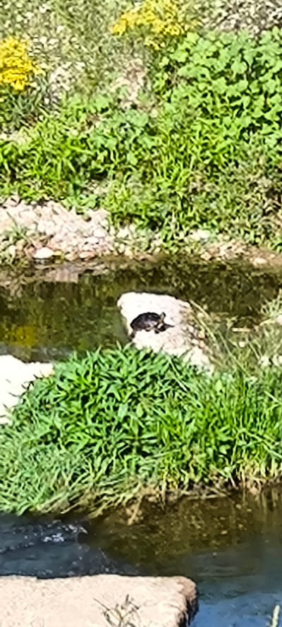 The image shows a small turtle on a rock in a body of water, likely a stream or river, with lush green vegetation surrounding it. The water appears dark and reflective, with some ripples visible. The vegetation on the banks is dense and varied, with some yellow flowers interspersed with green foliage. The terrain is uneven, with rocks and possibly soil visible. The overall scene suggests a natural or semi-natural environment within the city of Ripollet, Spain, possibly a park or a less developed area along a waterway. There are no people or buildings visible in the frame, focusing the attention on the natural elements.