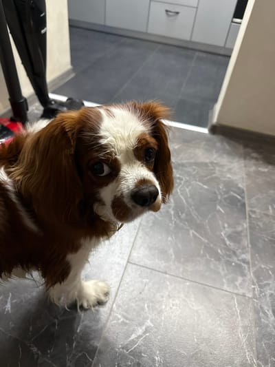 A close-up, eye-level medium shot captures a King Charles Cavalier Spaniel looking directly at the camera. The dog has brown and white fur, with prominent brown markings around its eyes and ears, and a white blaze on its face. Its ears are long and floppy. The dog is standing on a grey, marbled tile floor. In the background, out of focus, is a black upright vacuum cleaner to the left, and what appears to be kitchen cabinetry to the right. The lighting suggests an indoor environment, likely a home. The image is taken in Dobrich, Bulgaria.