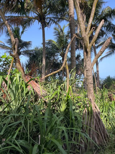 This is a photograph of a tropical landscape, likely near the coast, with lush vegetation and palm trees. The foreground is dominated by dense, spiky green plants, possibly Pandanus. In the middle ground, several palm trees of varying sizes and health are visible, with one prominent, gnarled trunk featuring exposed roots. The background shows more palm trees and foliage, leading to a hazy view of the ocean and sky. The lighting suggests it is daytime, with clear, bright conditions. The scene evokes a sense of natural, untamed coastal growth, consistent with areas like Moratuwa, Sri Lanka, which is known for its beaches and coastal vegetation. There are no people or animals visible in the frame.