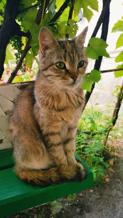 A medium shot captures a tabby cat sitting on a green wooden bench outdoors. The cat is facing to the right, with its head slightly tilted and its green eyes looking to the side. Its fur is a mix of brown and black stripes. Behind the cat, a vine with green leaves and small green grapes hangs from a wooden structure. The background shows more greenery and a grey, rocky ground. The scene appears to be in a yard or garden. The approximate location is Horishni Plavni, Ukraine.