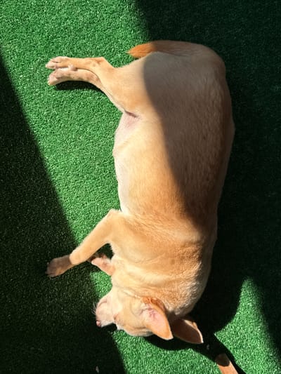 A light-skinned dog is lying on its side on artificial turf, basking in the sunlight. The dog is positioned diagonally across the frame, with its head resting on the turf and its paws extended. A shadow casts across the dog and the turf, indicating a strong light source. There are no people or other animals visible in the image. The environment is a flat surface covered in green artificial turf, with a distinct dark shadow. The image does not contain any contextual information to indicate its location in Vratsa, Bulgaria.
