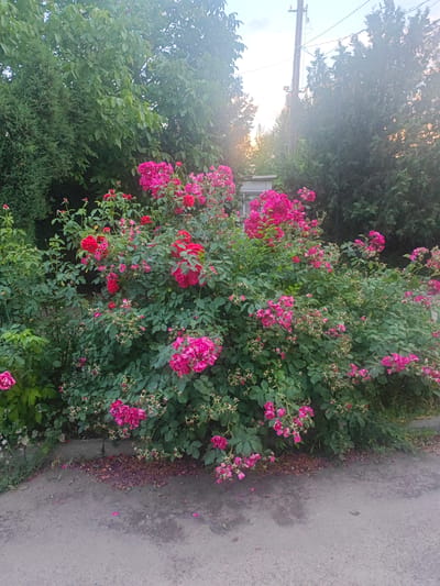 A vibrant rose bush with numerous pink and red blooms is situated next to a paved surface and a curb lined with greenery. Tall trees, including evergreens and deciduous varieties, form a dense backdrop behind the rose bush. A utility pole with wires is visible in the distance, and the sky appears overcast with some hints of sunlight peeking through. The ground in front of the bush is covered with fallen rose petals and leaves. This scene is located on a street in Kryvyi Rih, Ukraine.