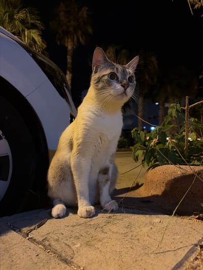 A calico cat with grey tabby markings sits on a sidewalk at night, next to the rear tire of a white car. The cat is looking upwards and to the right. In the background, palm trees are visible against a dark sky. The scene is lit by artificial light, casting shadows on the sidewalk and the cat. The location is identified as Orihuela, Spain.