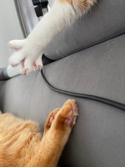 The image shows a close-up of two cat paws on a textured gray surface, possibly a sofa. One paw, predominantly white with orange markings, is positioned higher, with its claws partially extended. The second paw, belonging to an orange cat, is lower and to the left, with its pink paw pads visible. A black cable runs horizontally across the gray surface. The scene is indoors and does not provide any information about the city of Zabrze, Poland.