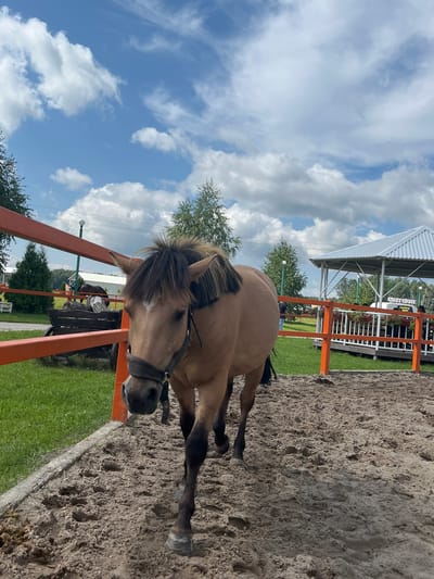 A light brown horse with a dark mane stands in a sandy enclosure. The horse is facing forward, its head slightly lowered. A dark bridle is visible on its head. Behind the horse, an orange fence runs horizontally across the frame. Beyond the fence, lush green grass and trees are visible under a bright blue sky with scattered white clouds. In the background, a white gazebo with a silver roof is present, and a few people are seated at tables. There is also a wooden cart with logs in the middle ground. The overall setting appears to be an outdoor recreational area or farm, possibly in the village of Kurtsevo, Kovriginskii S/S, Russia, given the context.