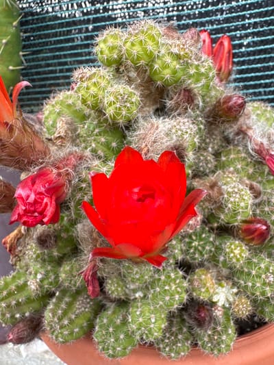The image shows a potted cactus with bright red flowers and buds. The cactus is a cluster of small, green, globular segments covered in white spines and fuzzy white hairs. Several red buds and one fully open, vibrant red flower are present. A green fence is visible in the background, and the edge of the pot is visible on the right. The image was taken in Aprilia, Italy.