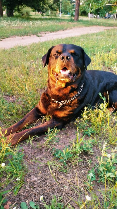 A Rottweiler is lying down on a patch of grass and dirt. The dog is wearing a silver chain collar. The dog's mouth is open, and its tongue is visible. The setting appears to be a park or grassy area, with trees and a path visible in the background. The lighting suggests it is either sunrise or sunset. The image is taken in Horishni Plavni, Ukraine.