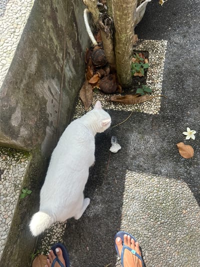 An overhead view captures a white cat in Sukawati, Indonesia, near a tree. The cat is positioned on a textured ground composed of small, dark pebbles, with a strip of lighter, larger pebbles to its left, bordering a concrete structure. Dried leaves and a small, white flower are scattered on the ground. To the lower right, a person's left foot, adorned with dark blue flip-flops and white-painted toenails, is visible. The scene is partially illuminated by sunlight, casting shadows on the pebble ground.