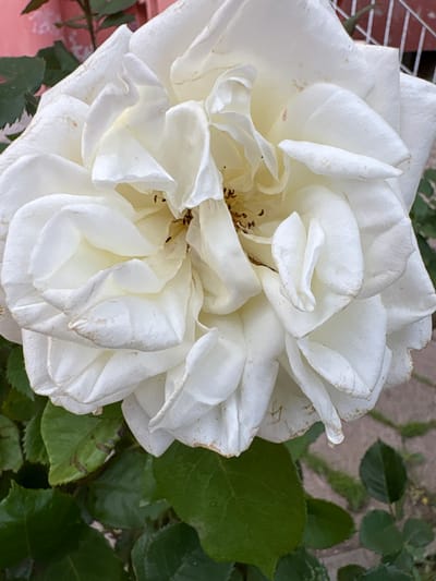 A close-up, high-angle shot features a large, fully bloomed white rose as the dominant subject, filling most of the frame. The rose exhibits numerous layered and ruffled petals, predominantly white with subtle creamy-yellow undertones, especially towards its center. Some petals show slight signs of age or wear, with faint brownish edges or small, light brown speckles. Small, dark brown stamens are visible within the open center of the flower.
To the right and bottom of the rose, dark green leaves are visible, some partially in focus, indicating the rose is part of a larger plant or bush. The background behind the leaves appears to be a blurry mix of green and a light brownish-grey, possibly ground or pavement. In the upper-left quadrant, a blurry reddish-brown structure, possibly a brick wall or fence, can be seen. The lighting is bright and natural, suggesting it is daytime. No specific activities are taking place, and no text is visible. The scene is set in a garden in Sliven, Bulgaria.