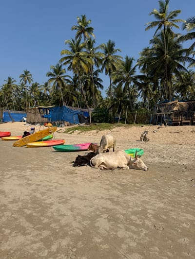 A sandy beach scene includes multiple lounging cows near colorful surfboards. Palm trees line the back of the beach, with makeshift shelters or stands constructed in the background. The sky is blue and clear.