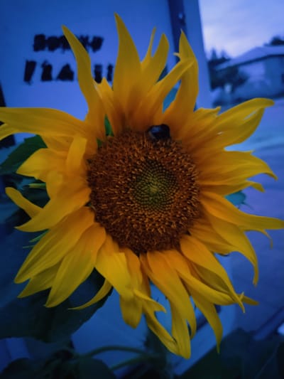 The image is a close-up, angled shot of a sunflower with yellow petals and a brown center, taken outdoors in Horishni Plavni, Ukraine. A dark-colored insect, possibly a bee, is visible on the flower's center. The background is a deep blue, suggesting dusk or twilight. In the far background, a blurred residential building with a dark roof is faintly discernible. To the left of the sunflower, there are blurry, dark, block-like shapes which might be lettering or graffiti on a wall. The overall lighting is low, casting the scene in a cool, blue-toned light.