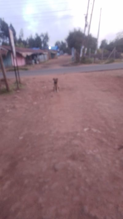 A blurry outdoor scene presents a reddish-brown dirt road with a dog standing on it. In the background, a small settlement is visible with houses featuring corrugated iron roofs and painted walls. Power lines stretch across the sky. The sky appears overcast. A few trees and shrubs dot the landscape. The overall image is poorly focused.