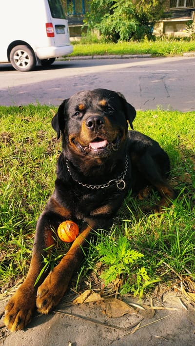 A Rottweiler dog with a metal chain collar lies on a grassy area next to a road. The dog is black and tan with its tongue hanging out. Next to its front paws is a small, round orange object, possibly a toy. In the background, a white van is parked on the side of the road, and a building with windows can be seen. The scene appears to be outdoors in a semi-urban setting, likely during daylight hours, with shadows indicating the sun is shining. The environment suggests a street or roadside park area in Horishni Plavni, Ukraine.